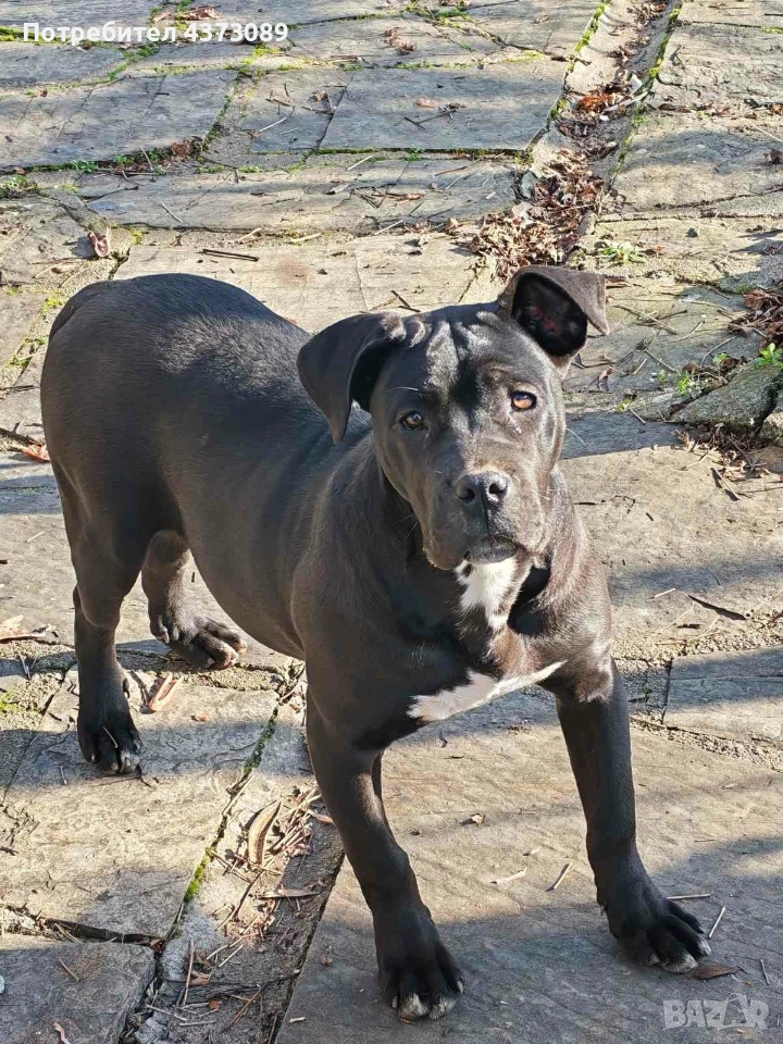 кане корсо, снимка 1