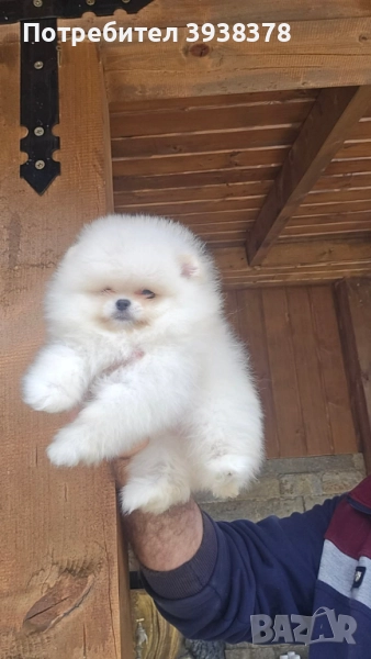 Мини померан, снимка 1