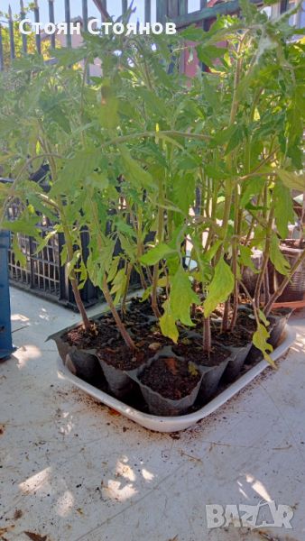 Разсад домати лични семена без хибриди, снимка 1