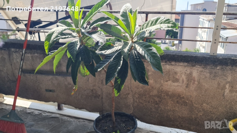 Японска мушмула, снимка 1