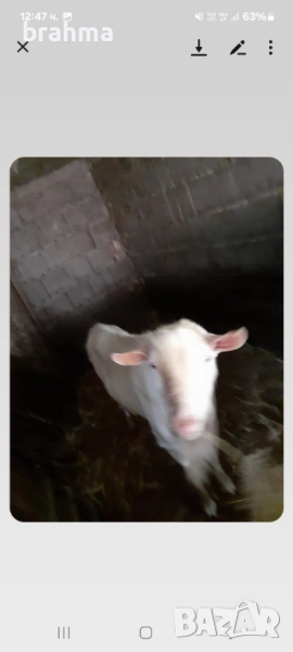 Продава се пръч, снимка 1