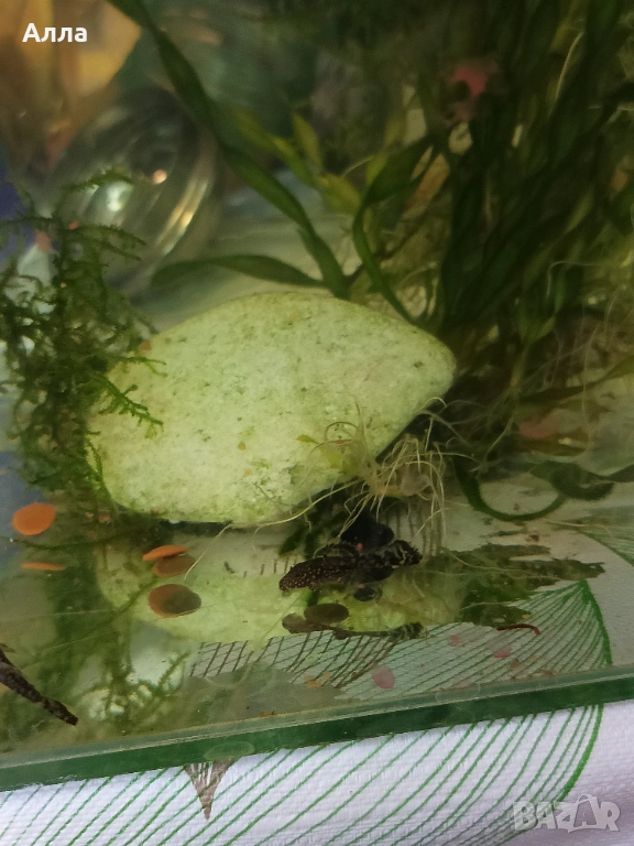 Малки анцитруси, объкновени, снимка 1