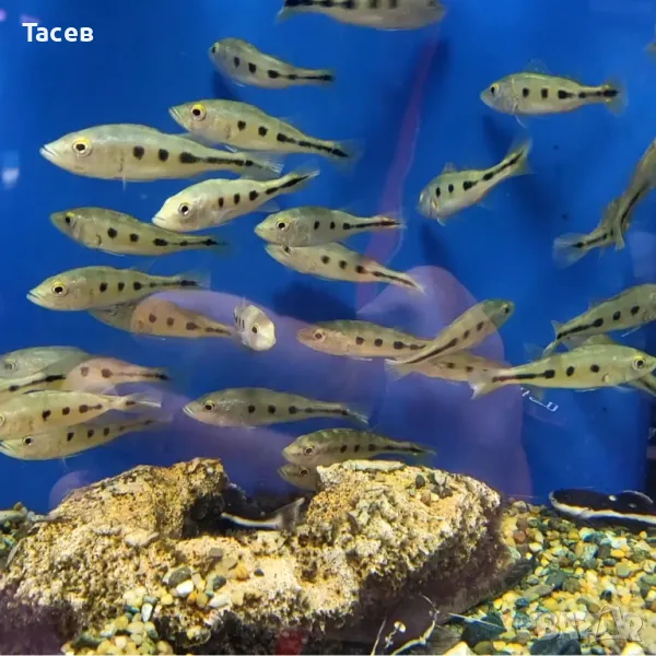 Цихла монокулус 6-7см, снимка 1