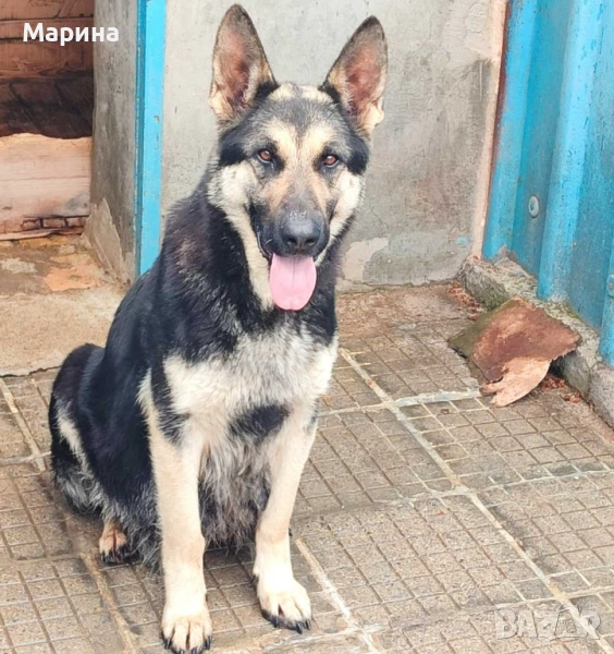 Немски и източноевропейски овчарки, снимка 1