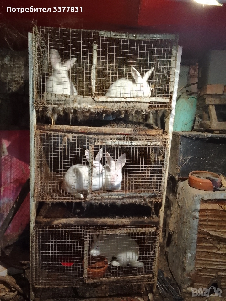 осем заека+клетки, снимка 1