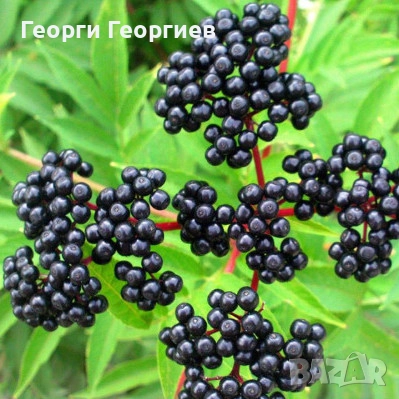 Сироп от черен бъз, снимка 1