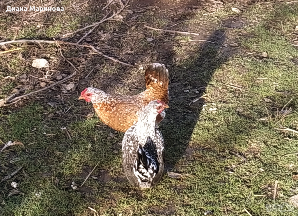 Продавам чифт японски ярки и петлета, снимка 1