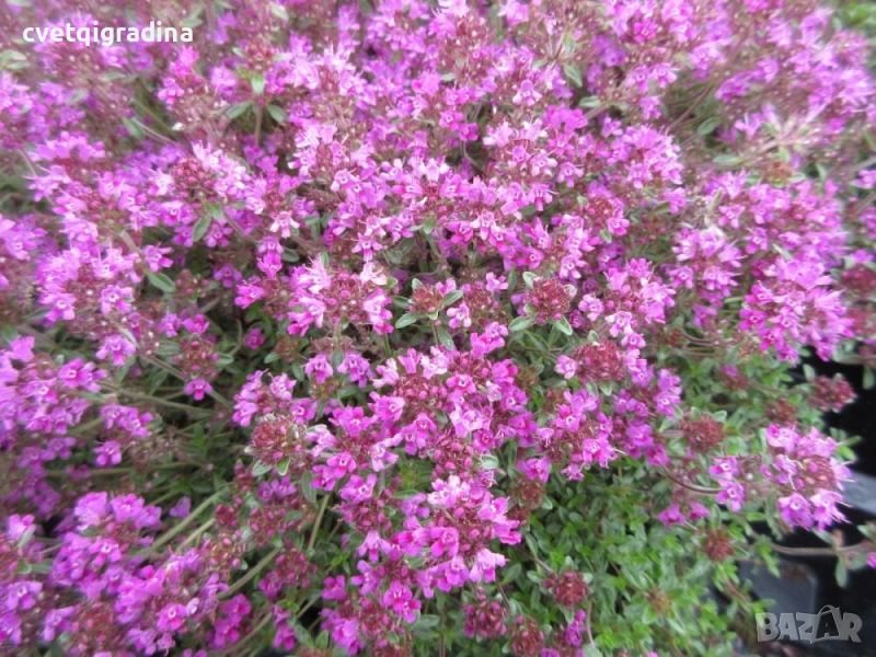 Thymus serpyllum Shepherds(Пълзяща мащерка), снимка 1