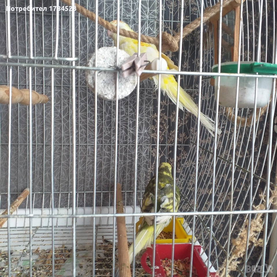 Пойно папагалче младо., снимка 1