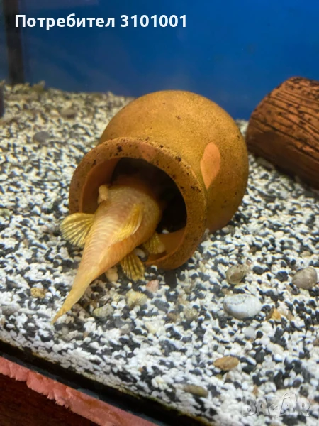 Продавам 1 чифт аниструси , снимка 1