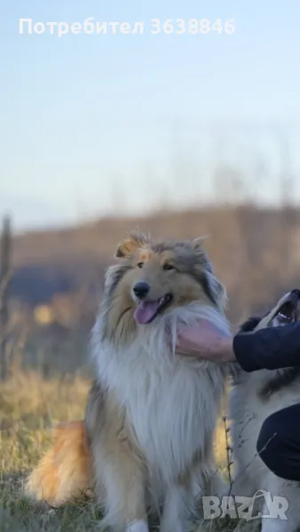 Шотландско овчарка Коли, снимка 1