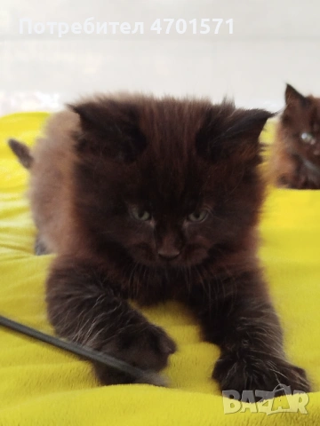 Котенца Мейн Куун, снимка 6 - Мейн кун - 53010652