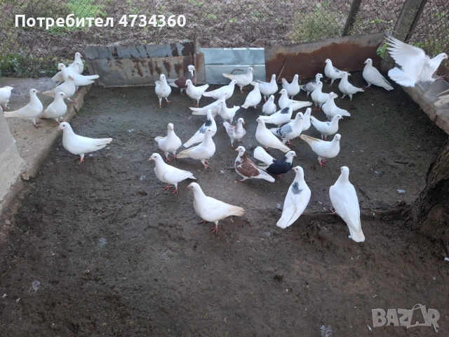 Гълъби, снимка 4 - За птици - 53433453