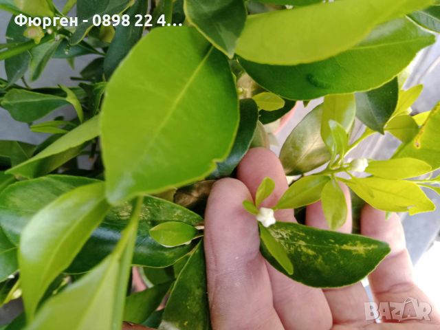     МИНИ ПОРТОКАЛ - КАЛАМОНДИН и Кумкуат (Citrus japonica), снимка 11 - Разсади - 46773611