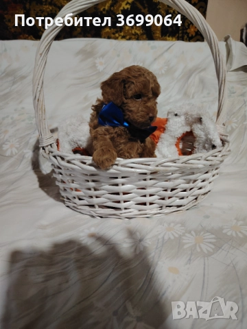 Мини пудел, снимка 5 - Пудели - 52664857