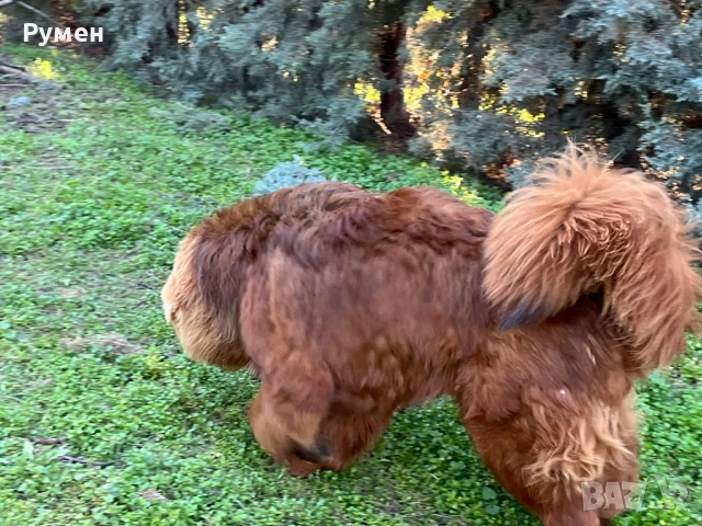 Лъвче за двор, снимка 5 - Санбернари - 54046104