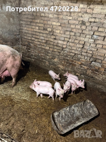 Прасета, снимка 2 - Прасета - 53662519