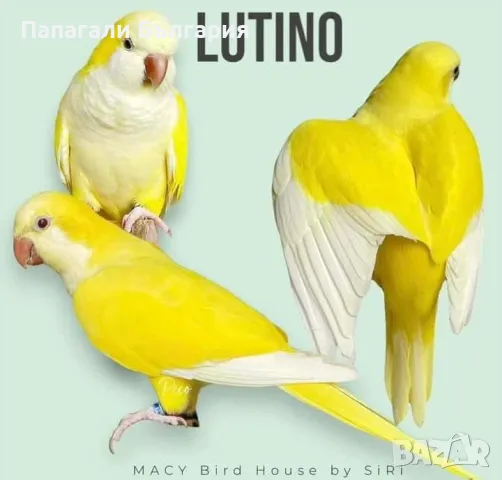 Чифт  Папагали Монах, снимка 10 - Папагали - 48699981