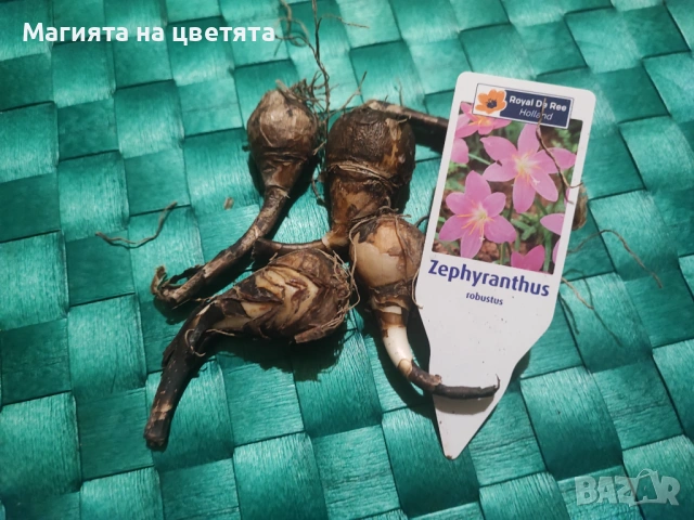 Луковици на бял и розов зефирантес, снимка 4 - Градински цветя и растения - 53472865