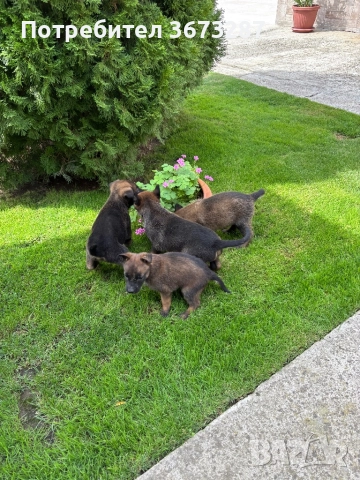 Белгийска овчарка милиноа, снимка 3 - Белгийска овчарка - 51667075