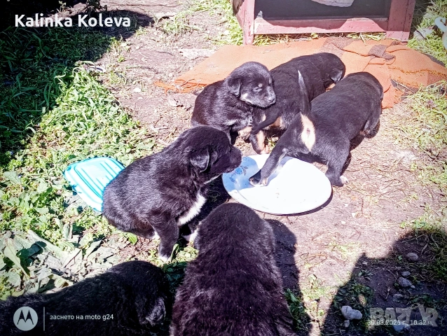 кученца, снимка 2 - Други - 54023561