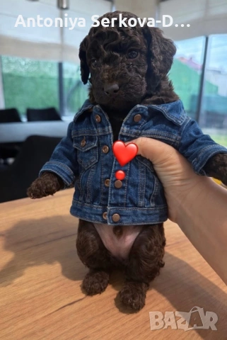 Poodle mini/Пудел мини