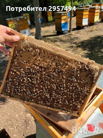 Пчелни майки 2024г, снимка 5 - За пчели - 45959591