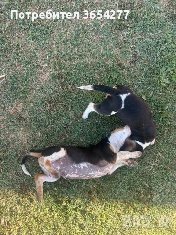 Малки сладури!, снимка 9 - Бигъл - 48236928