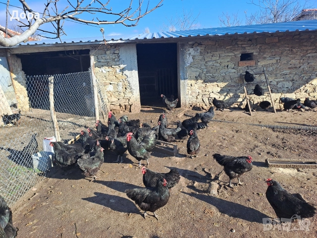 оплодени яйца от кокошки черен авсралорп , снимка 2 - Кокошки и пуйки - 52885276