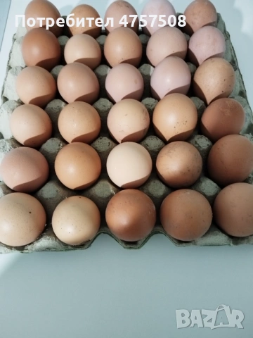 Продавам домашни ,пресни яйца , снимка 2 - Кокошки и пуйки - 53747405