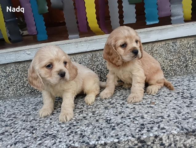 Кокер шпаньол 