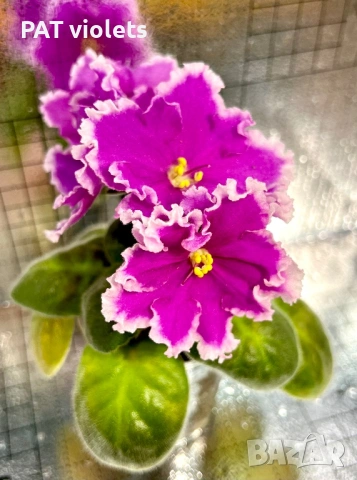 Saintpaulia Сейнтполия Сентполия African Violet Aфриканска теменужка стайна теменужка Фiалка, снимка 2 - Стайни растения - 50025772