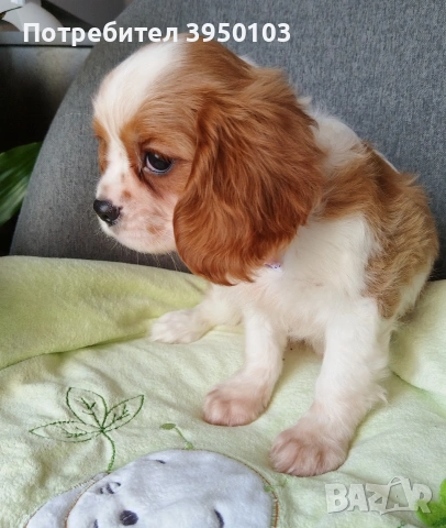Кавалер Кинг Чарлз шпаньол момиченца, снимка 5 - Кавалер кинг чарлз шпаньол - 53535164