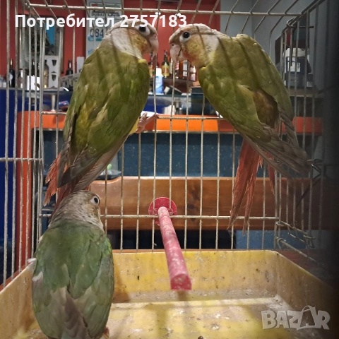 продавам папагали пирура 2025, снимка 3 - Папагали - 53867897
