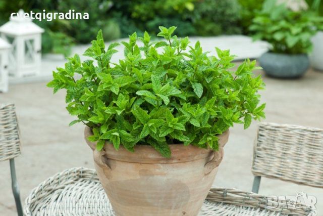 Mentha spicata Moroccan mint(Мароканска мента), снимка 3 - Градински цветя и растения - 46101333