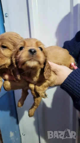 Продавам кокер шпаньоли, снимка 14 - Кокер шпаньол - 53789078