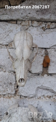 черепи за декорация, снимка 2 - Декорация за дома - 53436703