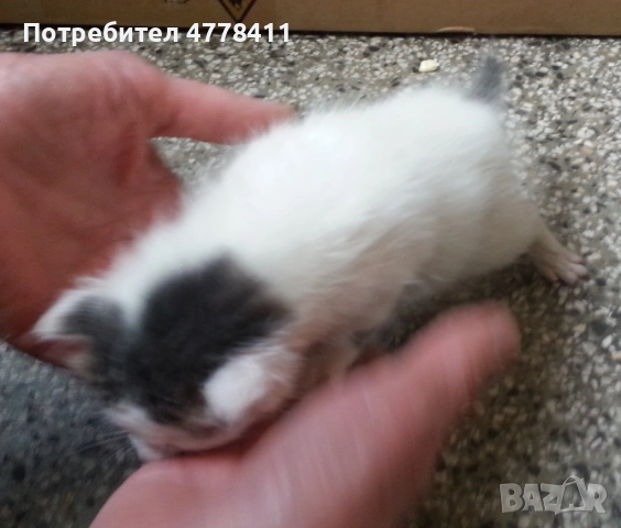Подаряваме 4 котета сирачета, снимка 6 - Други - 53986016