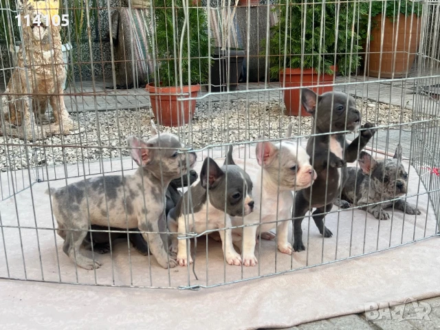 Френски булдочета, снимка 1