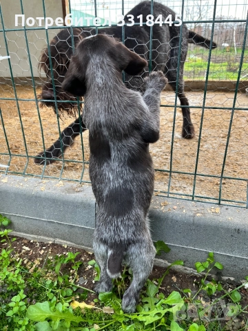 Дратхаар , снимка 8 - Дратхаар - 52884984