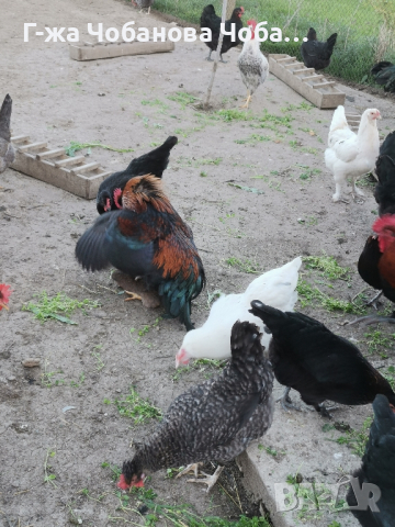 Продавам яйца от великденски носачки-новото поколение, снимка 10 - Кокошки и пуйки - 45061583