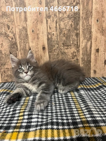 Мейн куун женско