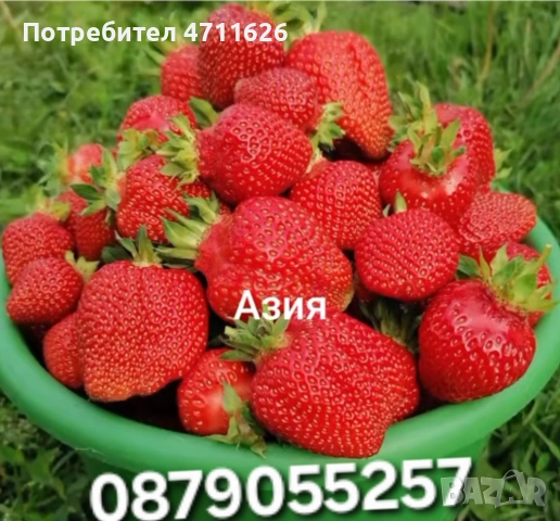 Целогодишен разсад ягоди и малини 