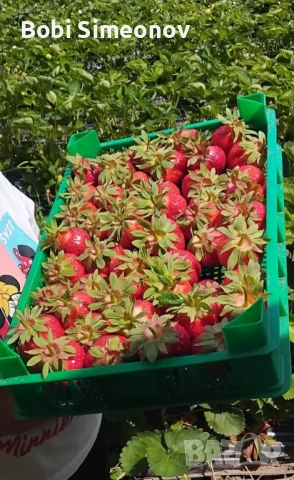 Искаш богата реколта от сладки и ароматни ягоди предлагам ти качествен расад клаудия и скала , снимка 9 - Градински цветя и растения - 53724007