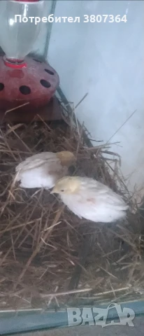 Продавам пътпъдъци на различна възраст , снимка 14 - Кокошки и пуйки - 51026187
