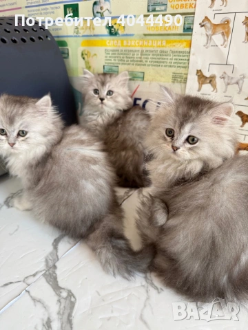 Британска дългокосместа сребърна чинчила