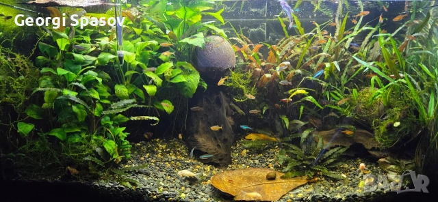 Продавам 110 л.аква с шкаф и всичко, снимка 11 - Рибки - 54024717