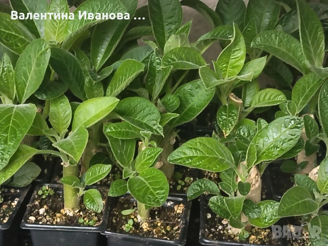 комплект 3 бр ангелски тромпет , снимка 14 - Стайни растения - 52983131