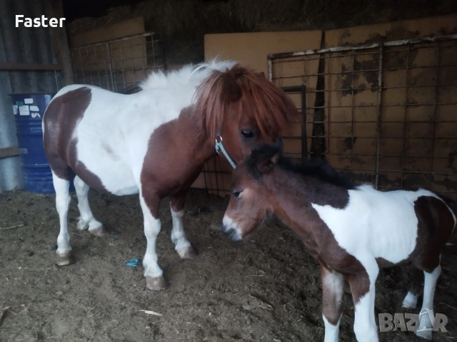 Женско пони 