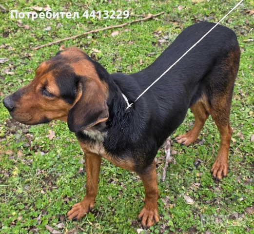 свинар,балканско гонче , снимка 2 - Гонче - 53220687